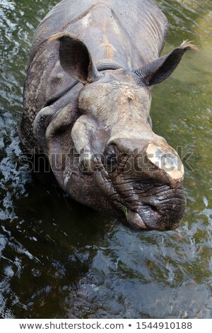 Foto stock: Wounded Rhino