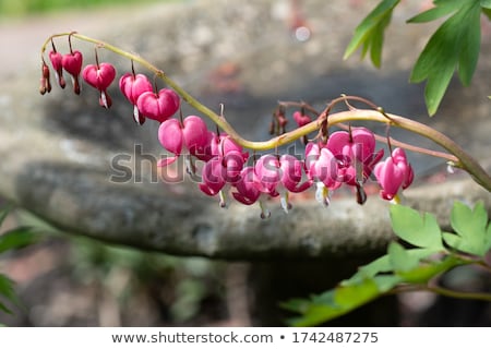 Foto stock: Bleeding Heart Flowers