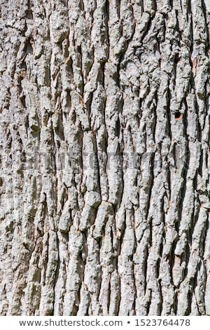 ストックフォト: Harmonic Pattern Of Oak Trees In The Forest