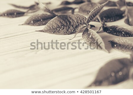 Stok fotoğraf: Young Leaves On A Wooden Background Wood Background With Copy Space Black And White Sepia