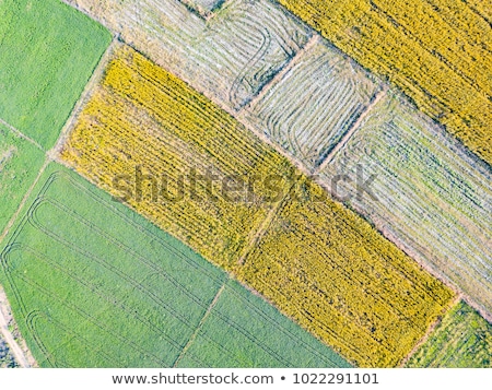 [[stock_photo]]: Cultivated Hemp In Field