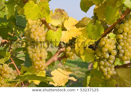 Zdjęcia stock: Green Grapes On Grapevine Right Before Harvest