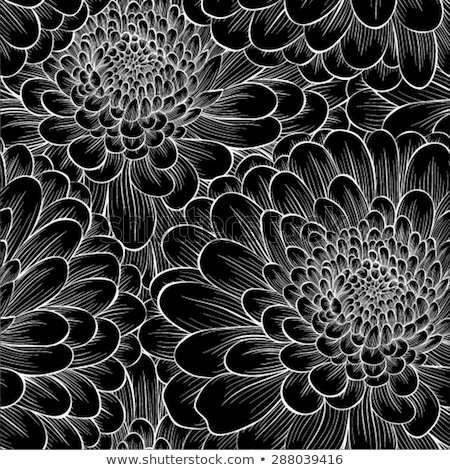 Stockfoto: Dahlia Or Chrysanthemum Flower Woodcut Etching