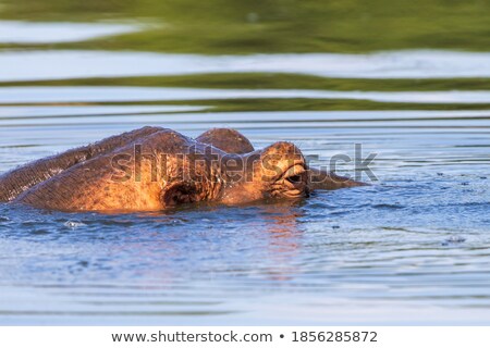 Stok fotoğraf: Hippo Head Sticking Out Of The Water