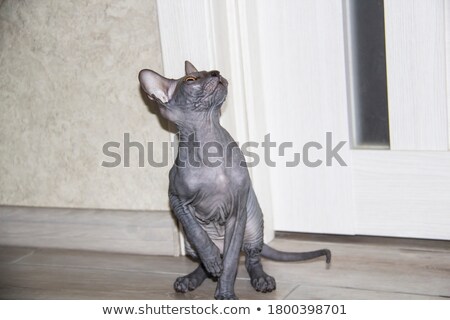Stock fotó: Playing Grey Purebred Sphinx Kitten