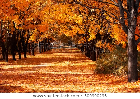 Stock fotó: Beautiful Romantic Alley In A Park With Colorful Trees And Sunlight