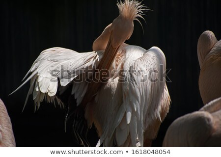 Stock fotó: Great Pelican Cleaning Its Feathers