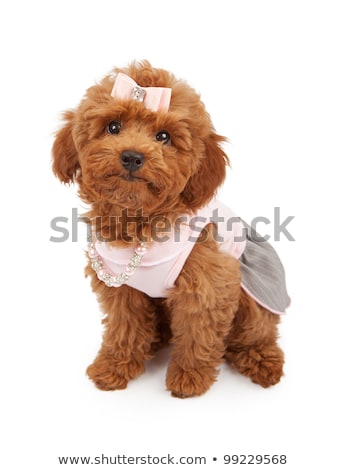 Stockfoto: Cute Little White Poodle In Dog Clothes