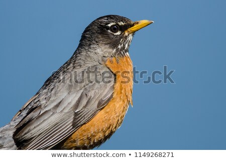 Сток-фото: North American Robin