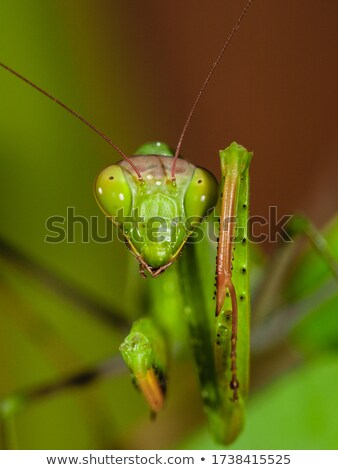 ストックフォト: Mantis Portrait