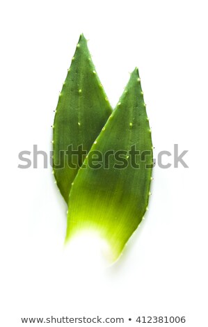 Foto stock: Picture Of Aloe Vera Leaves Detailed