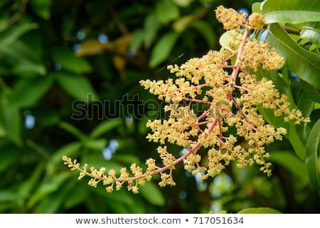 Stock fotó: Mango Flowers