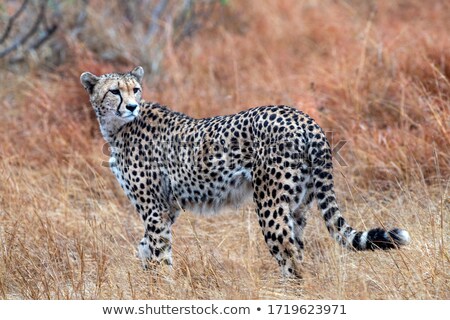 Stock fotó: Leopard In The Grass In Black And White In The Kruger National Park