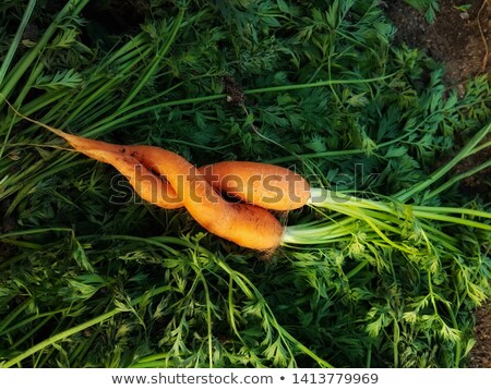 Stock photo: Two Twisted Carrots