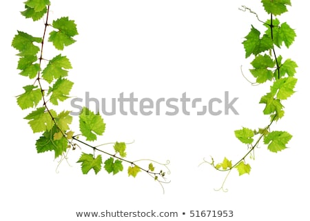 Stock photo: Fresh Shoots Of Vine