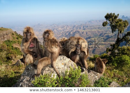 Stock photo: Endemic Gelada In Simien Mountain Etiopia