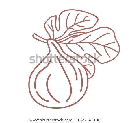 Zdjęcia stock: Two Isolated Figs Outline Design Vector Illustration Sketch One