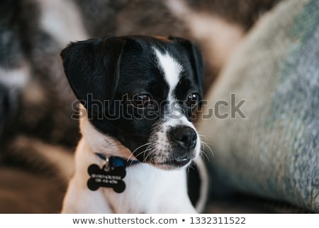 Сток-фото: Puppy Jack Russel Terrier And Chihuahua