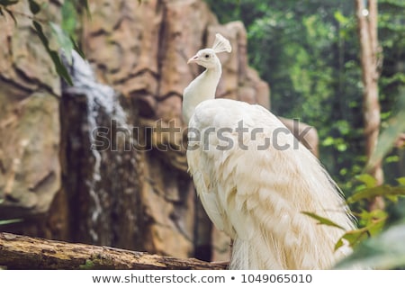 Stok fotoğraf: White Peacock Sitting On A Branch In The Park