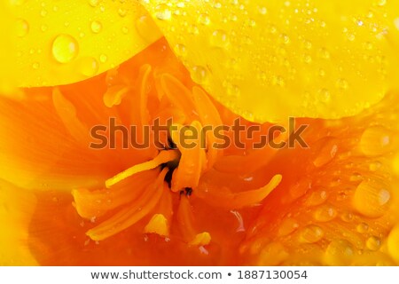Foto stock: Poppy Flower Head Inside Macro Stamens And Pollen