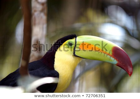 Kee Billed Tucano Bird Colorful Foto stock © haak78