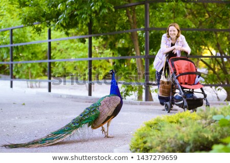 Stok fotoğraf: Young Woman Looks At A Peacock In The Park