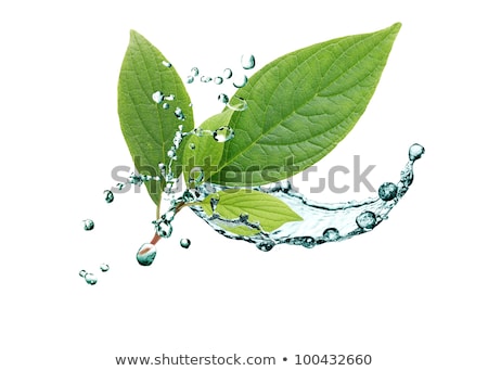 Green Leaf And Water Motion Stockfoto © cosma