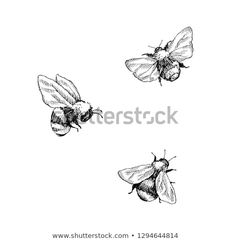 Stock photo: Sketch Bumble Bee In Vintage Style