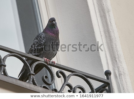 Сток-фото: Pigeon