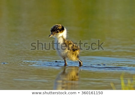 Stock fotó: larcos · Lapwing · Vanellus · Miles