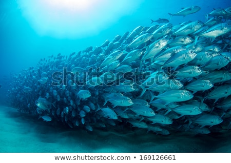 Сток-фото: Fish Swimming Underwater And Island