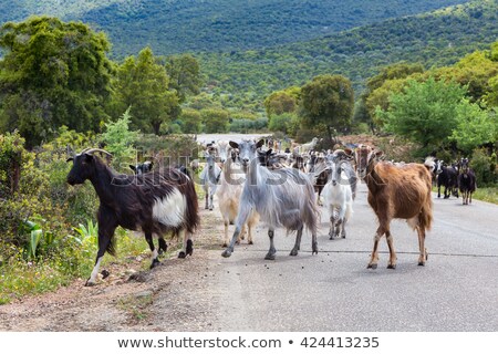 Stock photo: Herd Of Mountain Goats Walking On Road