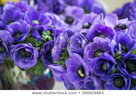 Stok fotoğraf: Red Anemone Flowers Bouquet In A Glass Vase White Background