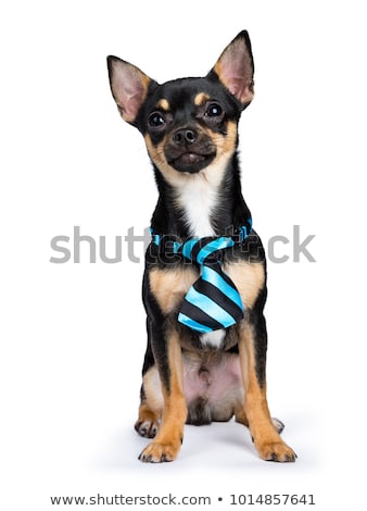 ストックフォト: Black Chiwawa Dog Isolated On Whtie Backgound