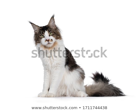 Stockfoto: Handsome Black Tabby With White Maine Coon Cat