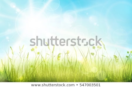 Green Grass Border With Blue Sky ストックフォト © Alkestida