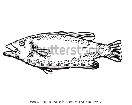 Сток-фото: Hapuku New Zealand Fish Cartoon Retro Drawing