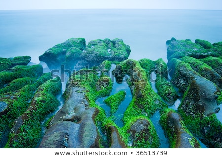 Stock photo: Rocky Seacoast Full Of Green Seaweed