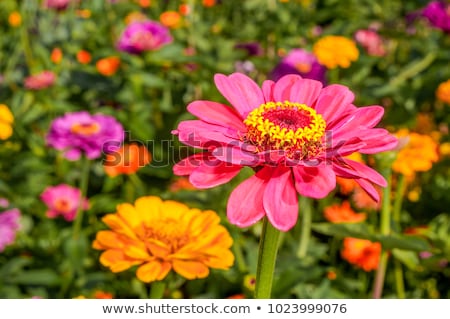 ストックフォト: Zinnia Elegans