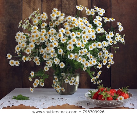 Stock photo: Still Life Bouquet Daisies Flowers
