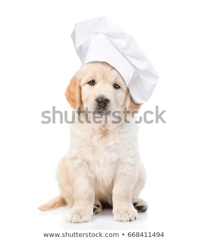 Stock fotó: Chef Cook Dog