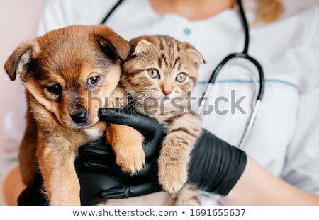 Stock photo: Man Veterinarian Holding A Dog In Veterinary Office