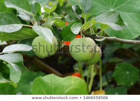 Stockfoto: Small Green Braeburn Apples Growing On The Tree