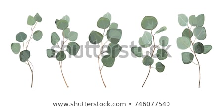 ストックフォト: Eucalyptus Leaves Collection
