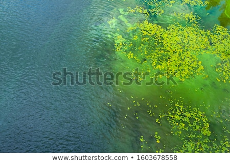 Foto stock: Algal Bloom