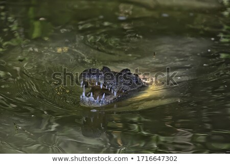 Сток-фото: Crocodile Is Swimming In Green Water