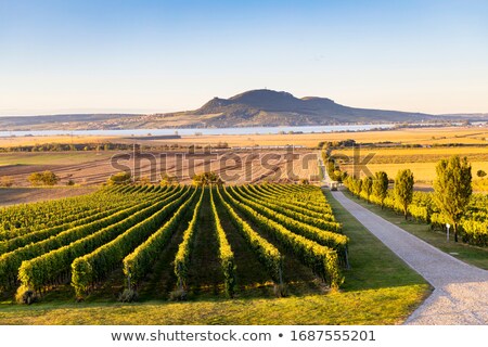 Stock fotó: Wine Harvest Southern Moravia Czech Republic