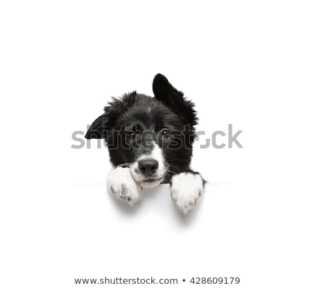 Stok fotoğraf: Banner Placard Dog