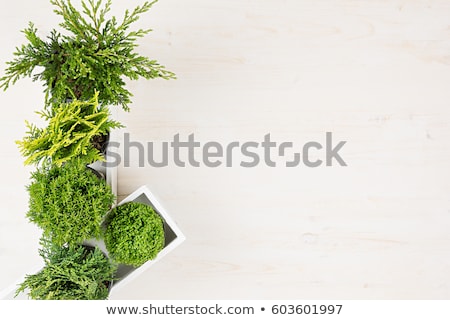 Stok fotoğraf: Modern Interior With Green Young Conifer Plants In White Box On Beige Wood Board Background With Cop