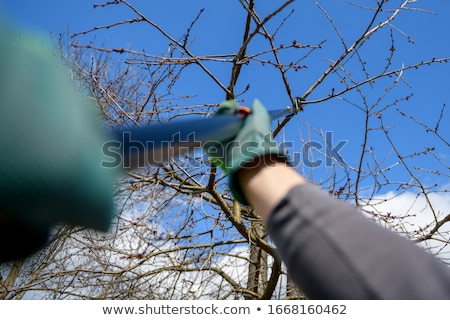 Zdjęcia stock: Man With Gloves Is Cutting Branches From Tree